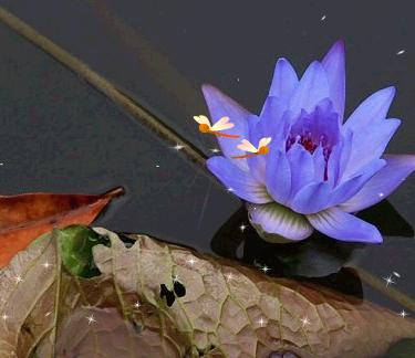 蓝荷花.bmp