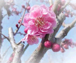 梅花7.bmp