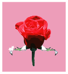 美丽的花.GIF