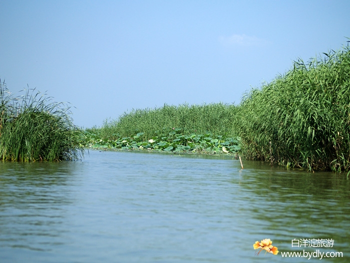P8159507-1_t88GcwlJ1CJu.jpg