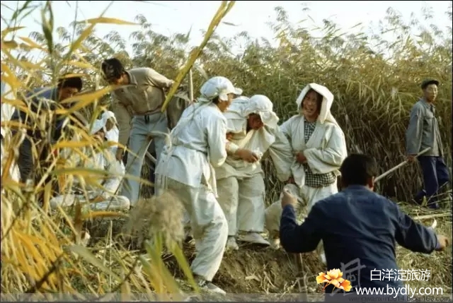 003图片批量下载.jpg