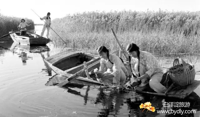 008图片批量下载.jpg